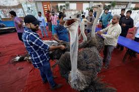 Gambar hewan burung unta kumpulan gambar mewarnai kumpulan. Daging Burung Unta Dan Rusa Disajikan Untuk Sahur Di Pakistan