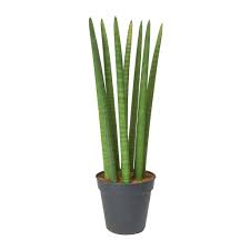 Image result for Sansevieria cylindrica
