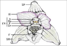 Image result for Epipactis