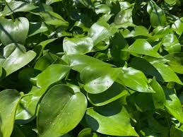 Image result for Monochoria