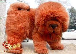 Red Tibetan Mastiffs Puppy Just Imagine Cleaning Up After A Puppy This Size Tibetan Mastiff Dog Tibetan Mastiff Puppy Mastiffs