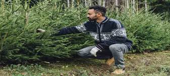 Maybe you would like to learn more about one of these? Best Christmas Tree Farms In New Jersey