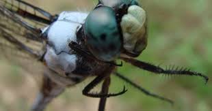 Black And Yellow Dragonfly Canada Close Up Of The Eyes Of A Libelullid Dragonfly College Station Tx Dragonfly Images Dragonfly Symbolism Animals Beautiful