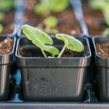 The cells that make up the xylem are adapted to their function Plug Plant Trays Learn How To Select The Best Seed Starting Trays Bootstrap Farmer