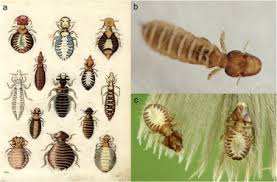 Image result for what do Mallophaga look like in dog fur