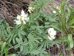 Image result for Dichilus reflexus