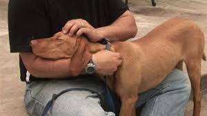 Proverbul câinele este cel mai bun prieten al omului este foarte adevarat. Studiu Hormonul Iubirii Face Cainele Cel Mai Bun Prieten Al Omului Rfi Mobile