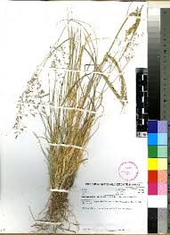 Image result for Tricholaena