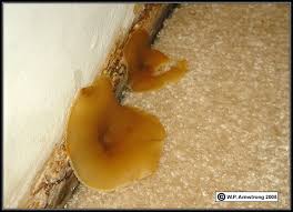 Now let your slime mold grow and watch it in action! How To Remove The Yellow Fungus In The Bathroom Quora