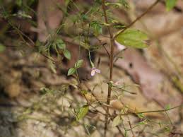 Image result for Canscora diffusa