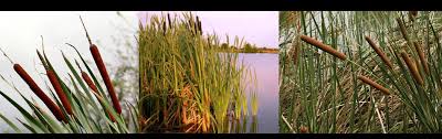 Image result for Typha capensis