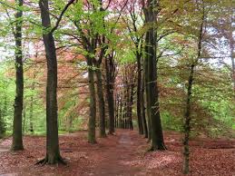 Gepost door joris en kelly op 05:41. Gratis Wandelroute Leersumse Veld Broekhuizen 16 Km Tweevoeter