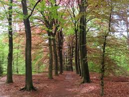 De heide wordt begraasd door. Gratis Wandelroute Leersumse Veld Broekhuizen 16 Km Tweevoeter