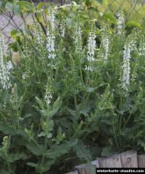 Steppen Salbei Salvia Nemorosa Witte Tuinen Tuin Straat