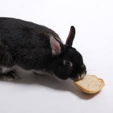 Check spelling or type a new query. Can Rabbits Eat Bread