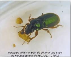 Jean yves meignen, artisan du végétal et jardinier de l'abbaye de valsaintes, nous explique comment lutter naturellement contre la mouche des olives. Mouche De L Olive France Olive Afidol