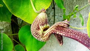 Image result for Aristolochiaceae