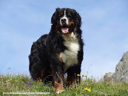 What Colors Are Bernese Mountain Dog Bernese Mountain Dog