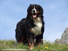 what colors are bernese mountain dog bernese mountain dog