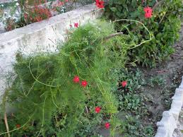 Image result for Ipomoea quamoclit