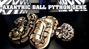 For this reason, it's advisable that owners purchase their axanthic ball pythons from infancy so that they may be trained and well socialized among children and foreign handlers. All About Axanthic Ball Pythons My Favorite Morph Youtube