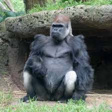 Western Gorilla Simple English Wikipedia The Free Encyclopedia