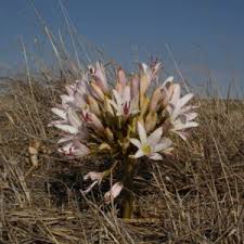 Image result for Ammocharis tinneana