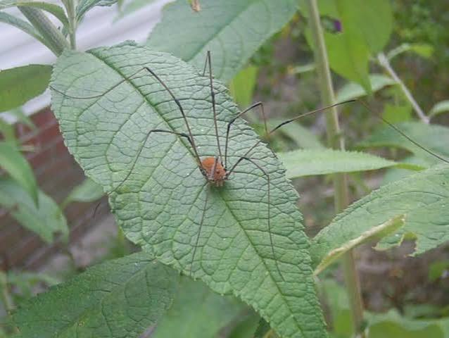 Daddy Longlegs are not spiders.