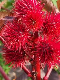 Image result for Sonchus luxurians