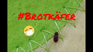 Alles über braune käfer, parkettkäfer, rüsselkäfer, brotkäfer und kornkäfer. Brotkafer Bekampfen So Werden Sie Die Schadlinge Los