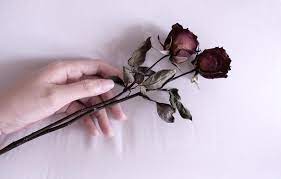 Mawar talitha yang enak dipandang flower images flowers… Gambar Bunga Layu Di Tangan Gambar Bunga