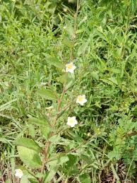 Image result for Sida rhombifolia