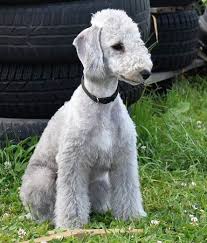 Kennel Diamond Lamb Fci Bedlington Terrier Hodowla Zkwp Fci Pandora Diamond Lamb Our Sweet Girl Diamondlamb Kennel Bedlington Terrier Bedlingtonterrier Puppy Szczenie Bedlingtonpoland Bedlingtonpuppy Female Facebook