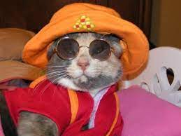Too Cute Cat Wearing Glasses Cute Animals Four Eyes