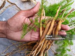 Image result for Asparagus racemosus