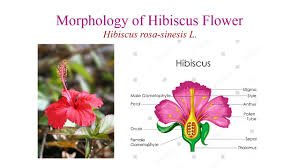 This means each flower has both male and female reproductive structure, petals, sepals and a receptacle. Morphology Of Hibiscus Flower By Dr Vandana Patil Youtube