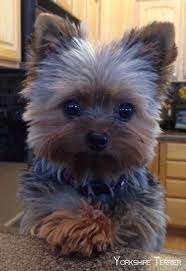 Determine Additional Details On Yorkshire Terriers Visit Our Site Terrier Puppies Yorkshire Terrier Puppies Yorkie Dogs