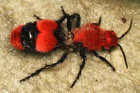 Black garden ants are the most common pest that is found crawling within your backyards. Dasymutilla Occidentalis Wikipedia