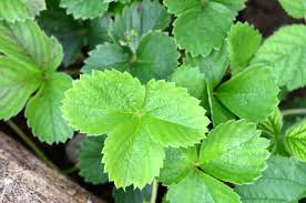 Image result for květopas jahodníkový