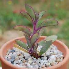 Image result for Senecio greenwayi