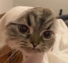 Pin By Ben Bir Kediyim Miyuw On Her Baktiginizda Sizi Mutlu Edecek Kediler In 2020 Cats Animals