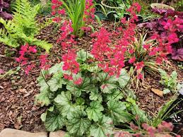 #heuchera #purpurglöckchen als stauden und rhizome zum einpflanzen. Purpurglockchen Paris Alles Erfahren Uber Blute Wuchs Co