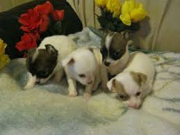 They do well in apartments as well as houses. Chihuahua Babies Long Short Coat Located Bridgeport Ct For Sale In Flushing New York Classified Americanlisted Com