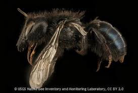 Image result for Mostuea batesii