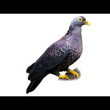 Image result for Combretum aureonitens