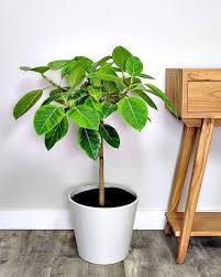 Image result for Ficus chirindensis