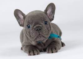 Maybe you would like to learn more about one of these? Welkom Bij De Blauwe Bulldog Franse Bulldog Blauw Blauwe Bulldog Bulldog
