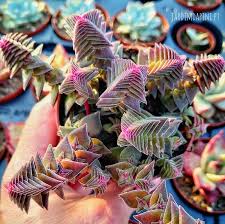 Image result for Crassula capitella