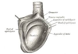 It is most commonly identified by the wearer noting a difference between the two testicles, finding a firm, painless thickening within or on the surface of the testis. Hydrocele Testis Wikipedia