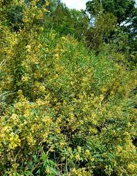 Image result for Cestrum parqui